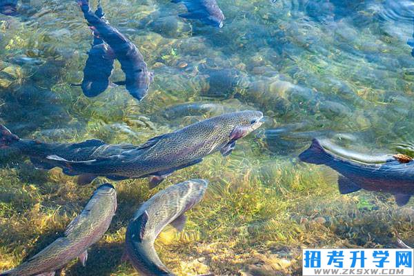 淡水养殖要学什么内容?学生好就业吗?